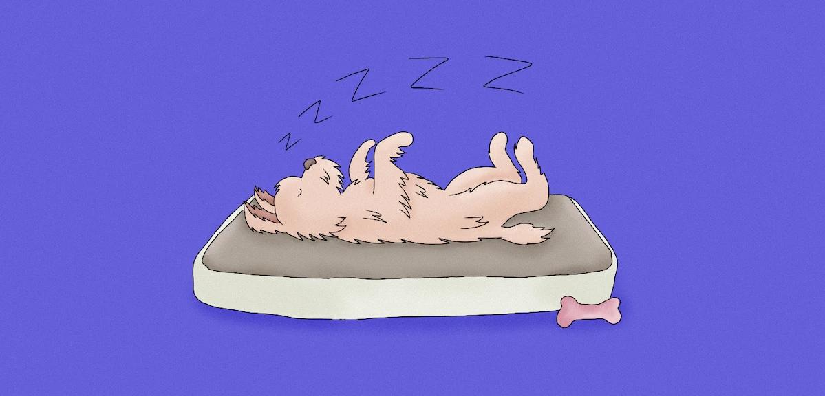 How To Tell If Your Dog Is Dreaming?